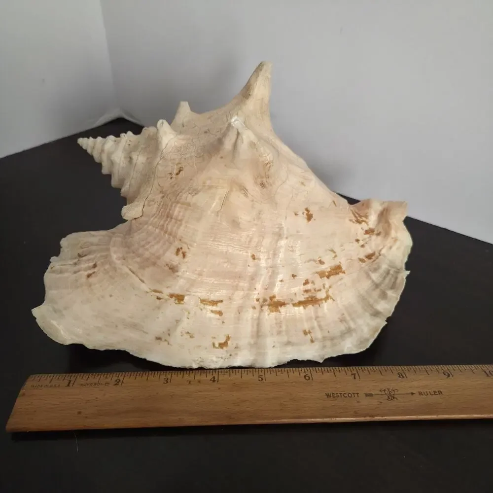 Natural 9.5” L Conch Shell - Picture 10 of 10